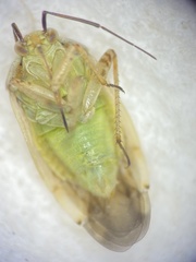 Lygus shulli