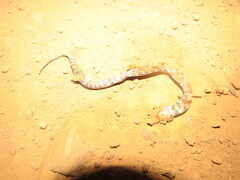 Erythrolamprus taeniogaster