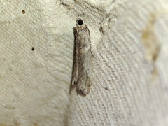 Acrobasis bithynella