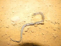 Erythrolamprus taeniogaster