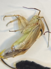 Lygus shulli