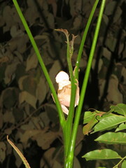 Trachycephalus typhonius