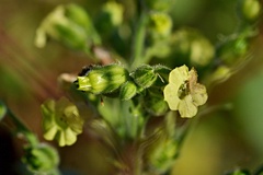 Nicotiana rustica