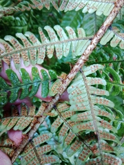 Dryopteris affinis borreri