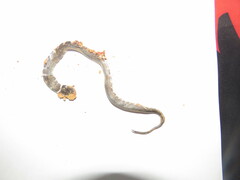 Erythrolamprus taeniogaster