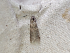 Acrobasis bithynella