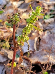 Rumex stenophyllus