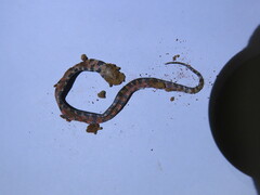 Erythrolamprus taeniogaster