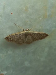 Idaea costiguttata