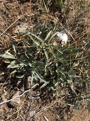 Penstemon centranthifolius