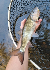 Semotilus corporalis