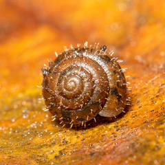 Cryptomastix germana
