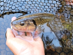 Semotilus corporalis