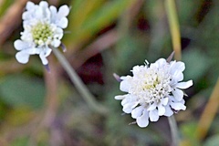 Scabiosa ochroleuca