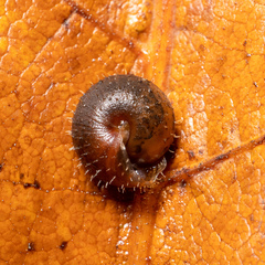 Cryptomastix germana