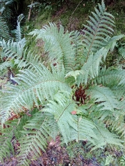 Dryopteris affinis borreri