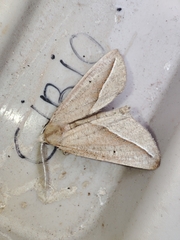 Compsoptera opacaria