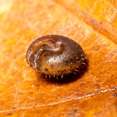 Cryptomastix germana