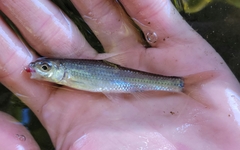 Notropis hudsonius