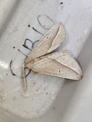 Compsoptera opacaria