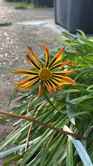 Gazania
