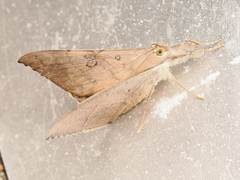 Oxyodes scrobiculata