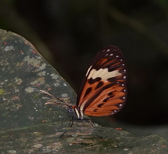 Hypothyris cantobrica