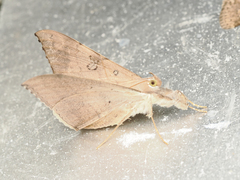 Oxyodes scrobiculata
