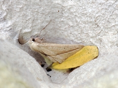 Compsoptera opacaria