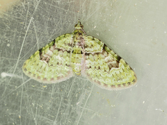 Chloroclystis conversa