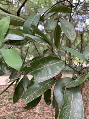 Persea borbonia