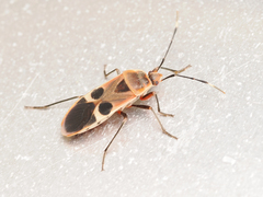 Physopelta gutta