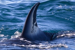 Balaenoptera borealis