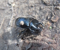 Typhaeus typhoeus