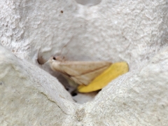 Compsoptera opacaria