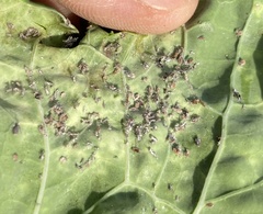 Brevicoryne brassicae