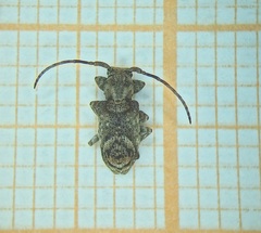 Cerambycidae