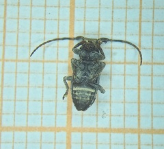 Cerambycidae
