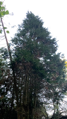 Cryptomeria japonica