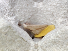 Compsoptera opacaria