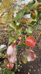 Pyrus calleryana