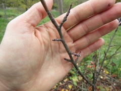 Malus × robusta