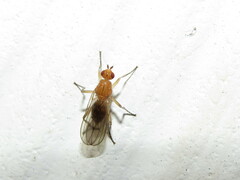 Dryomyza