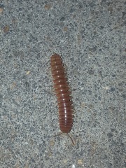 Dicellarius bimaculatus fictus