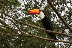 Ramphastos toco