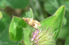 Olethreutes obovata