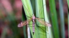 Tipula luna