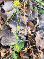 Erysimum cheiranthoides