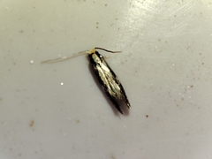 Monopis crocicapitella