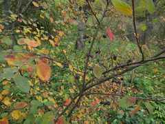 Cotoneaster subacutus